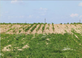 Failed corn crops in south-west Romania (photo: Ion Patrutoiu)